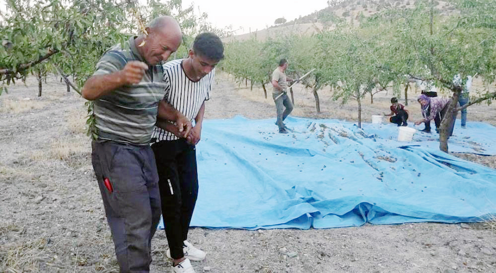 Yozgat’ta badem üreticisi  yüksek verimi halay çekerek kutladı