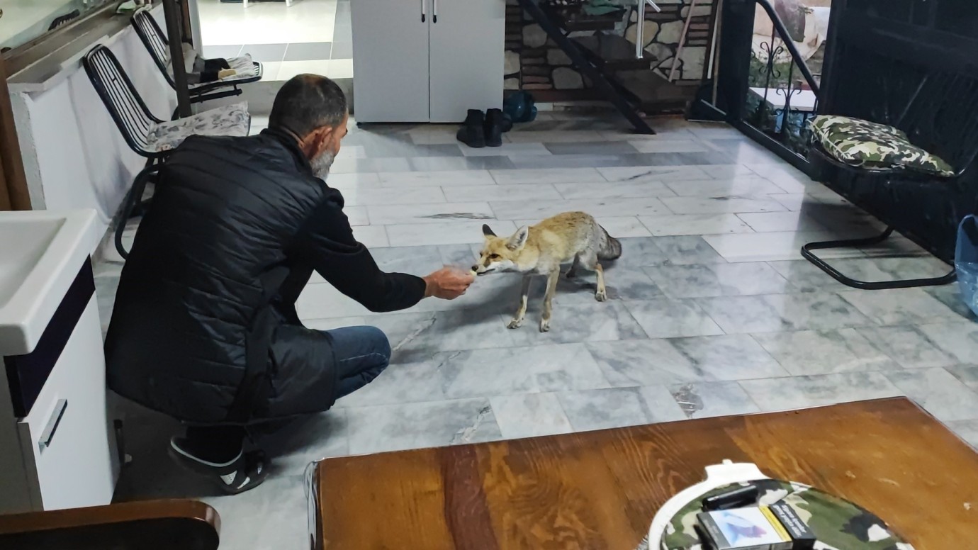 Yozgat'ta görenler şok oluyor! Evde tilki besliyor! 