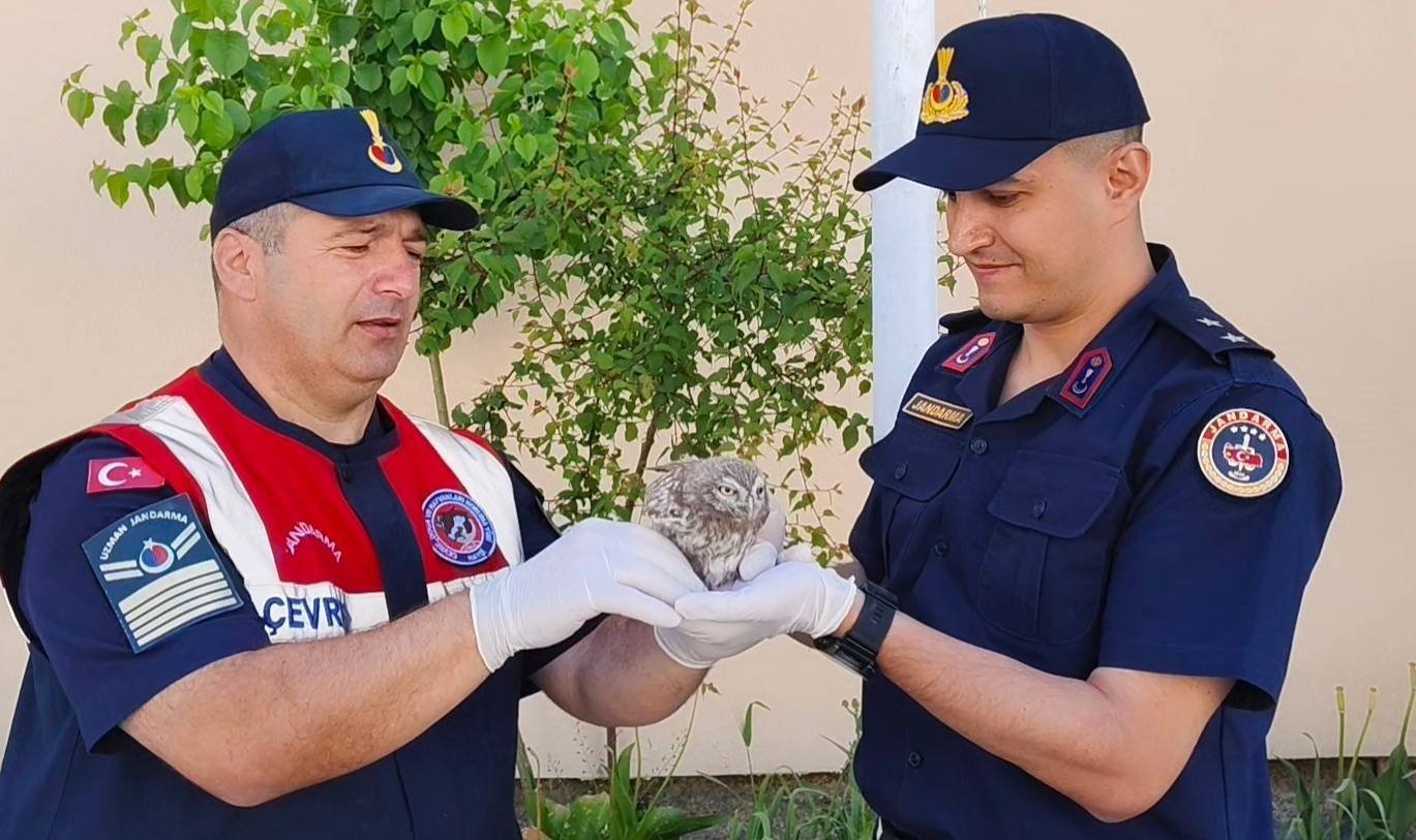 Yavru baykuş koruma altına alındı