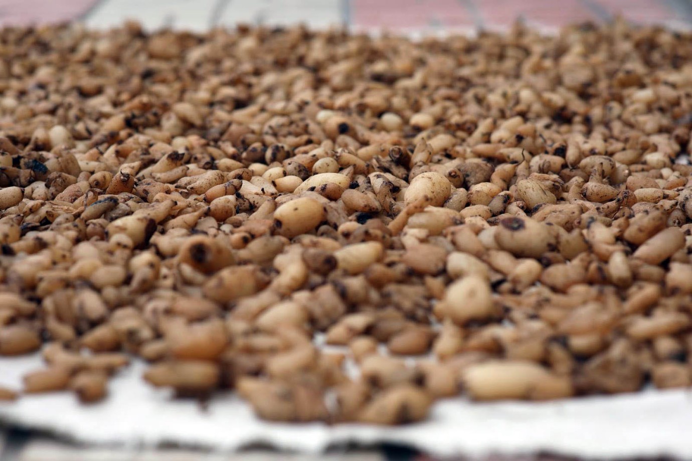 Salep üretiminde ilk hasat yapıldı