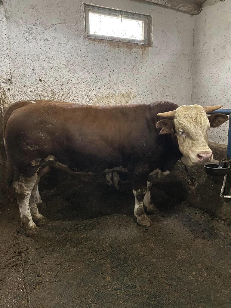 Sığırlarda karekodlu küpe dönemi başladı