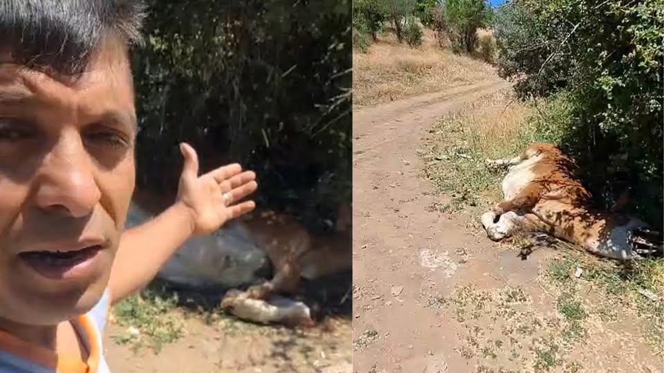 Telef olan büyükbaş hayvan tepki çekti