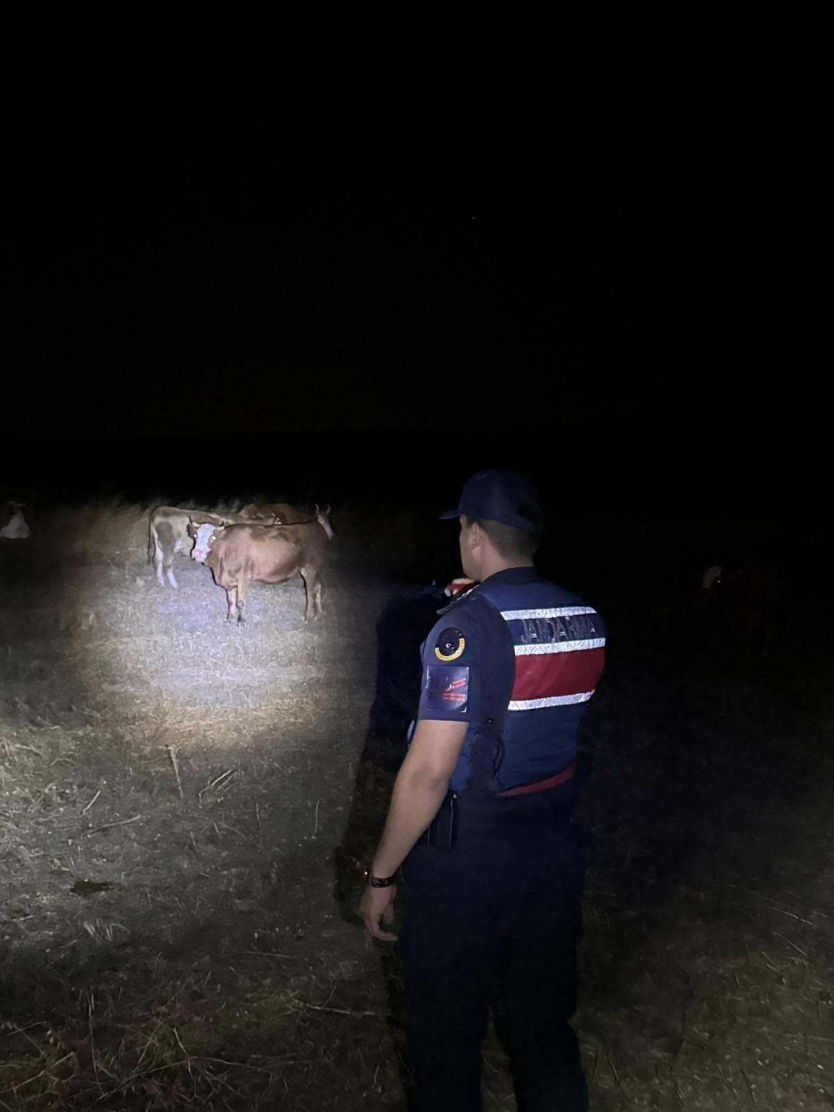 Jandarma seferber oldu, kayıp hayvanlar bulundu