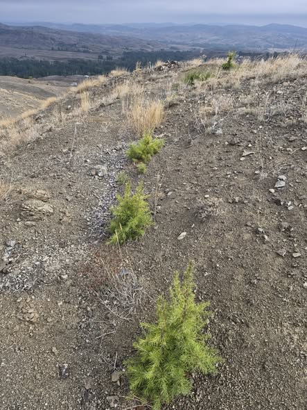 Sorgun’daki sedir sahaları kontrol edildi