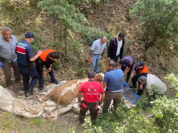 Dere yatağındaki hayvan kurtarıldı