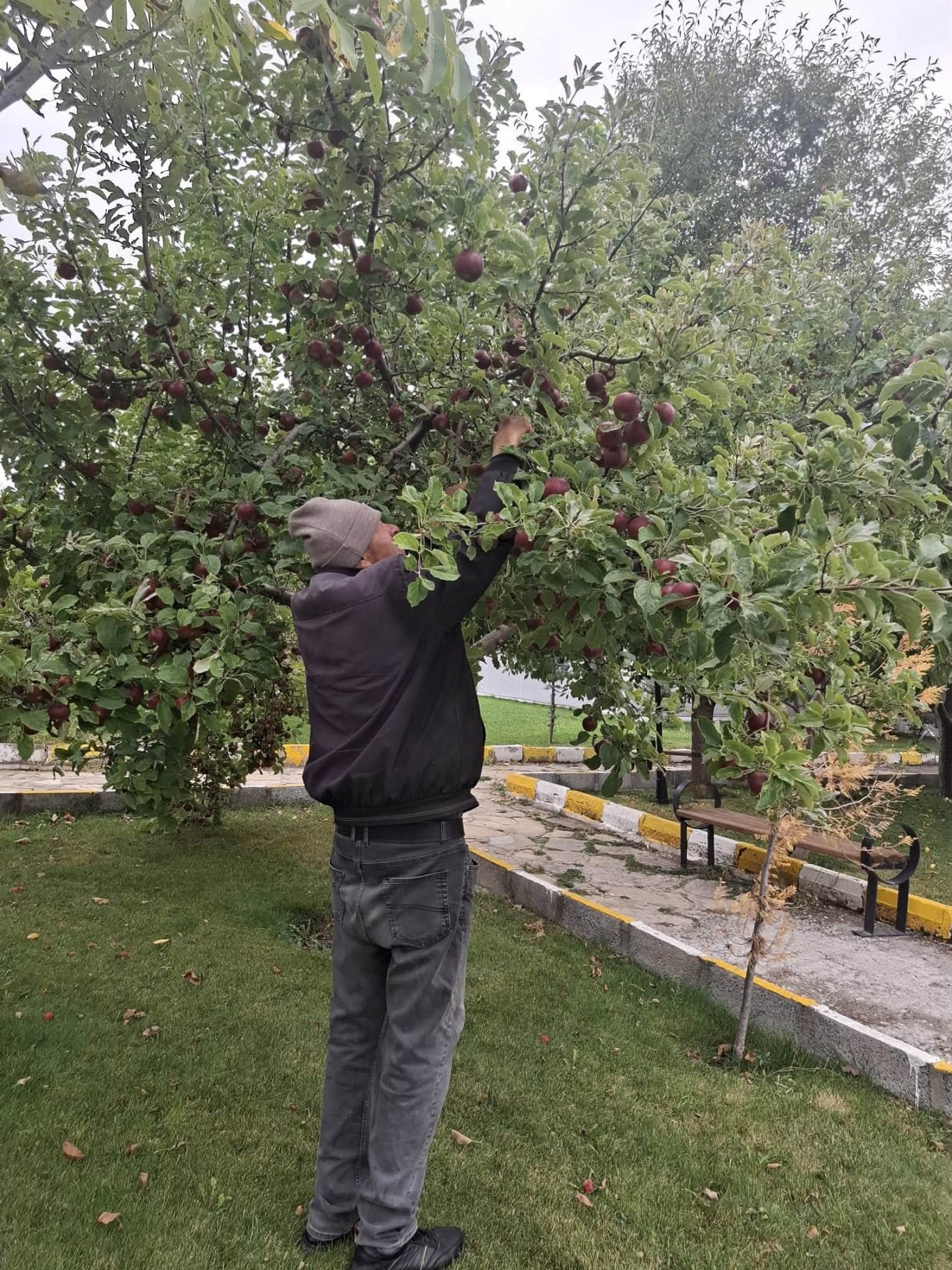 Huzurevi sakinleri elma etkinliğinde