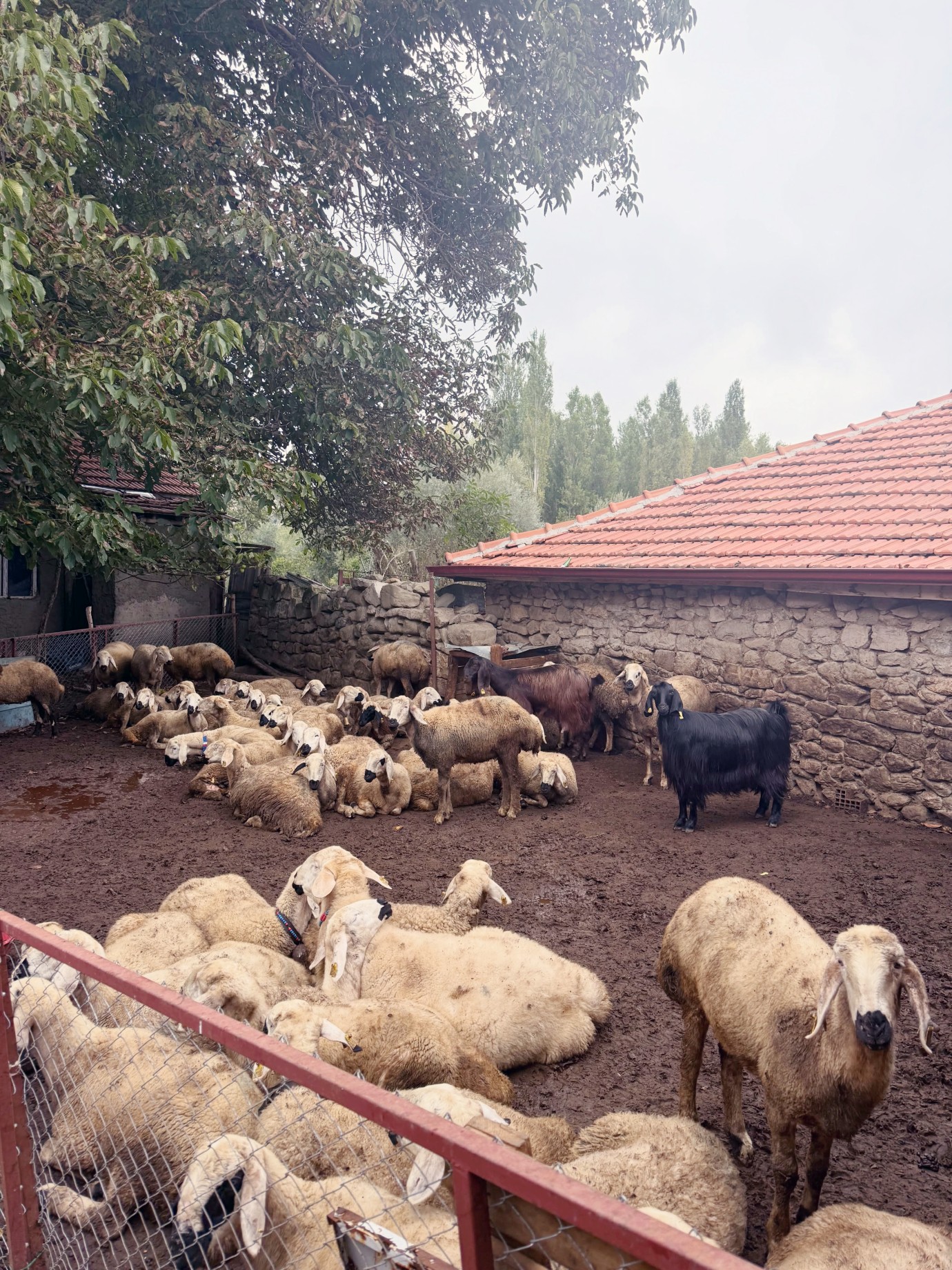 Hayvancılığa ORKÖY desteği