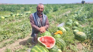 Sekili karpuzu tezgahlardaki yerini aldı
