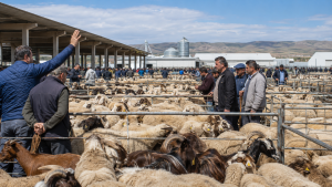 3 bin 615 küçükbaş açık artırmaya çıkıyor 