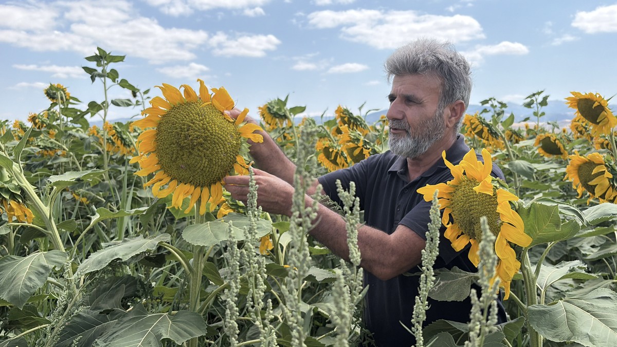 İlk ürünler Sekili’den çıkacak